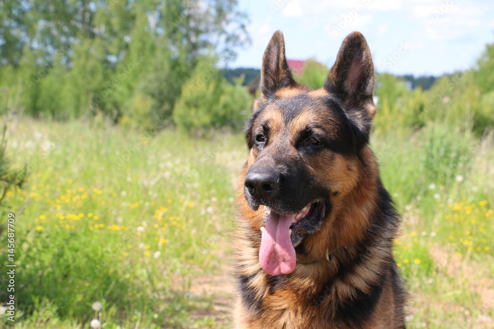 German shepherd dog in sunny day German shepherd dog in sunny day