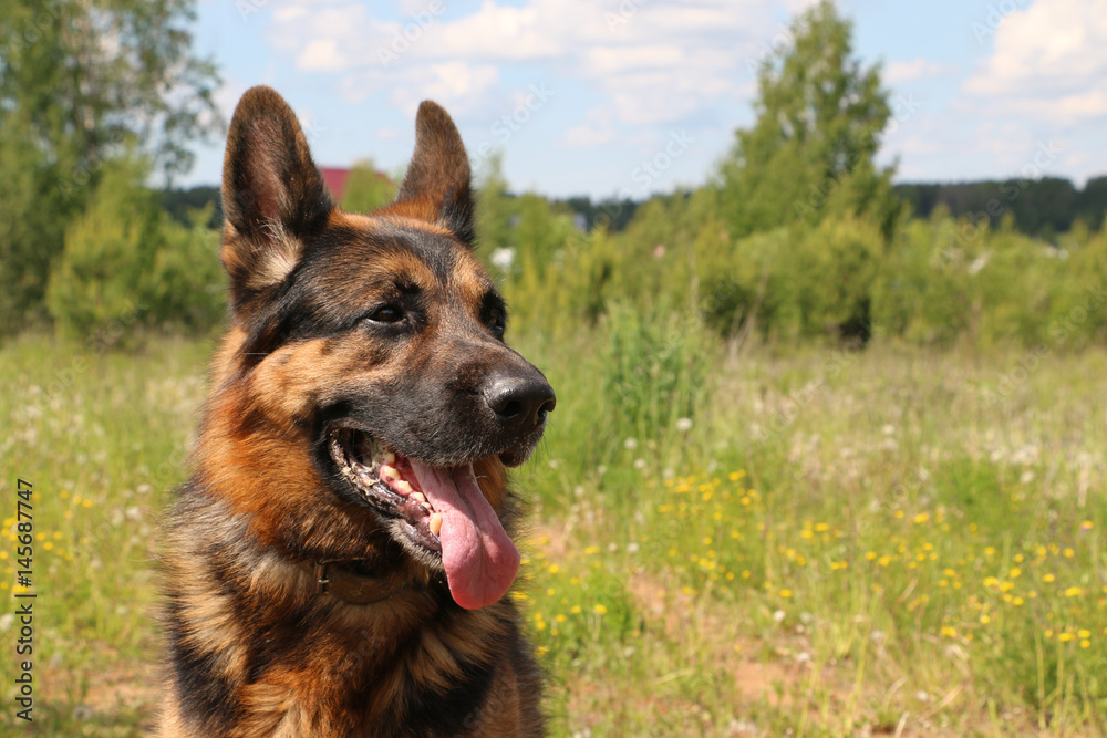 German shepherd dog in sunny day