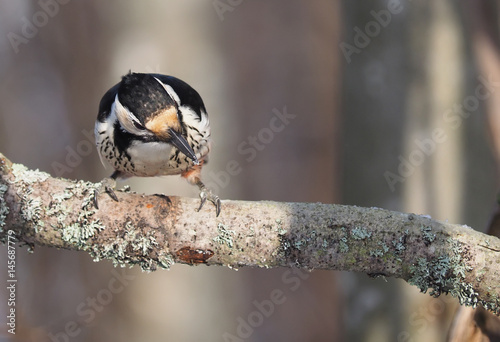 white-backed woodpecker in the woods