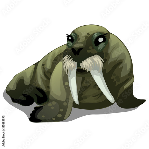 Serious old walrus with large tusks isolated