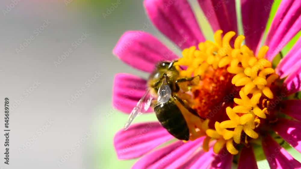 Honey bee on flower macro 