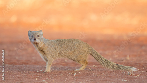Yellow mongoose (Cynictis penicillata), Kalahari Desert, Namibia