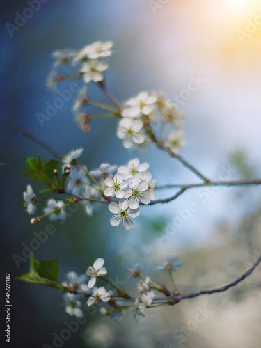 cherry blossoms in sunlight