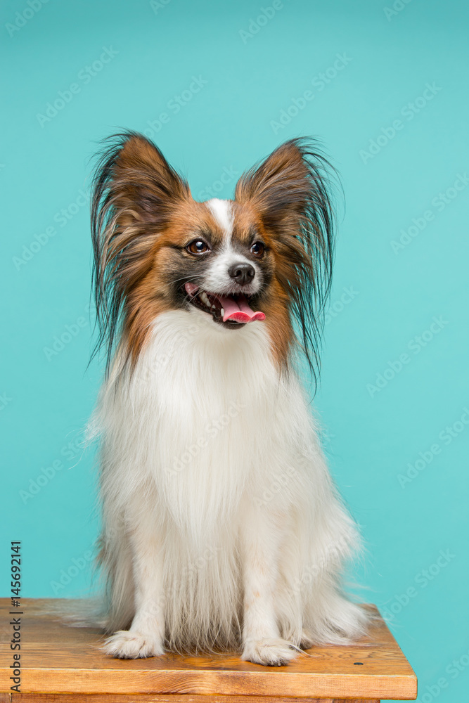 Studio portrait of a small yawning puppy Papillon Studio portrait of a small yawning puppy Papillon