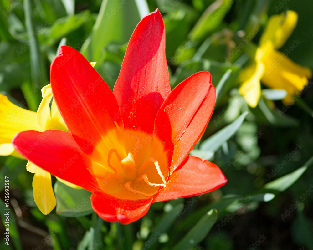 Fototapeta premium Tulpe