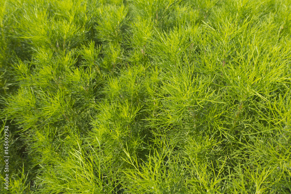 Texture of fresh green dill Texture of fresh green dill