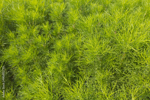 Texture of fresh green dill