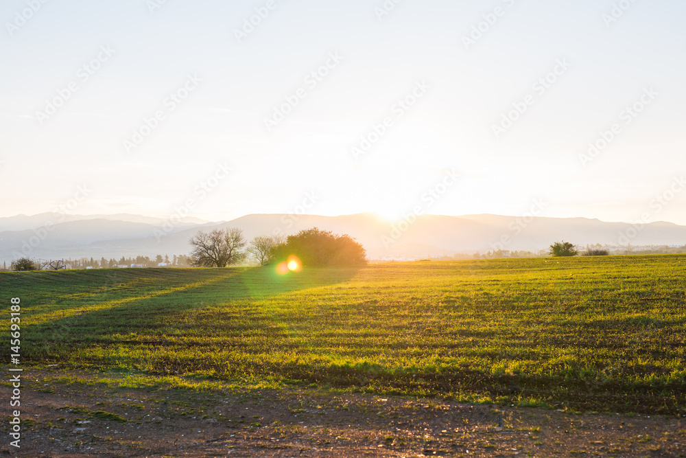 Fototapeta premium green rural field at the early morning