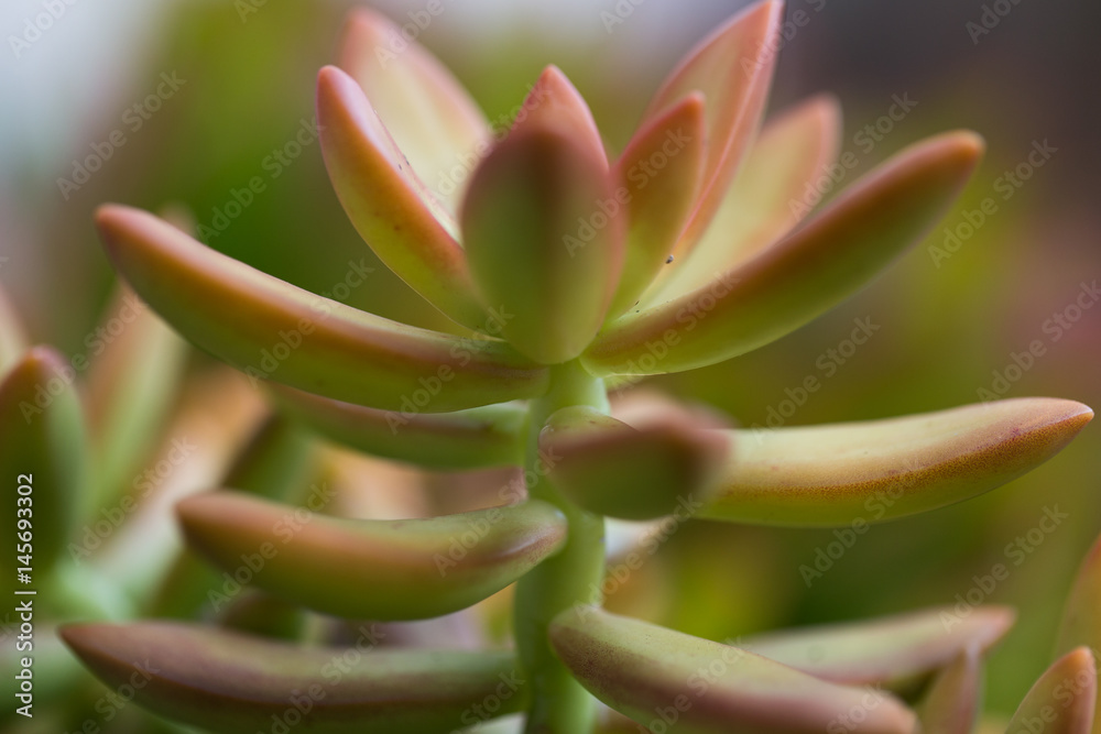 Succulents. Sedum Hybrid. Evergreen perennial. Succulents. Sedum Hybrid. Evergreen perennial.