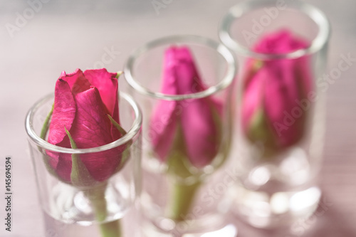  pink roses on glass