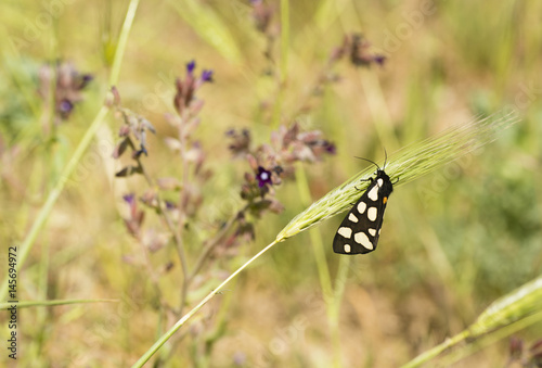 Female cream-spot tiger moth photo
