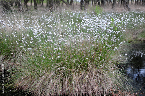 Weiße Wollgrasblüte im Moor im April photo