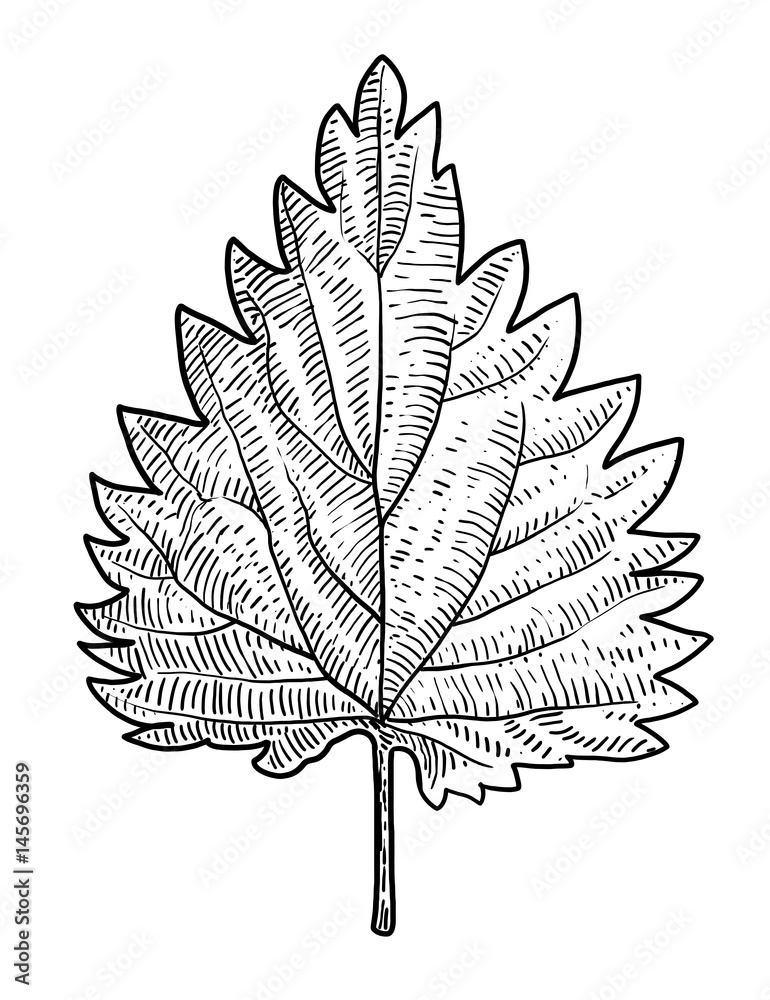 Nettle leaf illustration, drawing, engraving, ink, line art, vector
