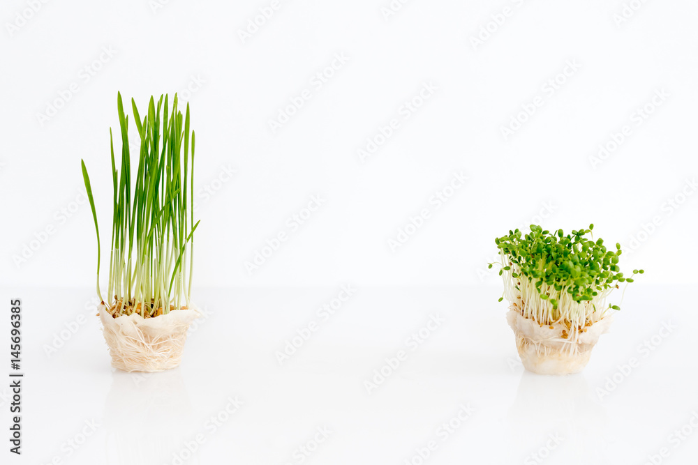 Growing microgreens on white background with free space for text