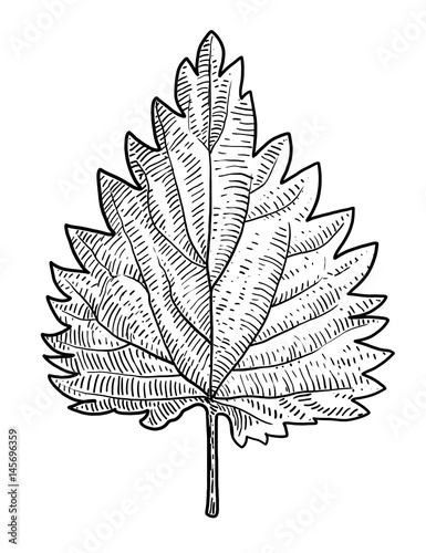 Nettle leaf illustration, drawing, engraving, ink, line art, vector