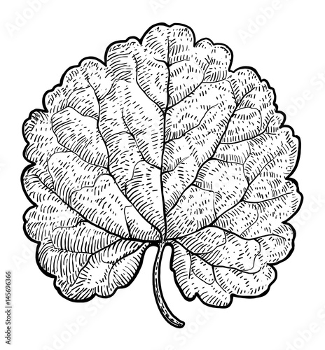 Dead leaf illustration, drawing, engraving, ink, line art, vector