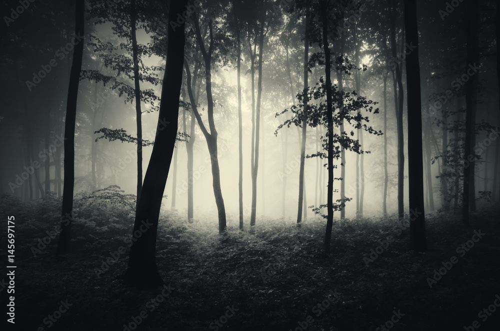 trees in mist forest background trees in mist forest background