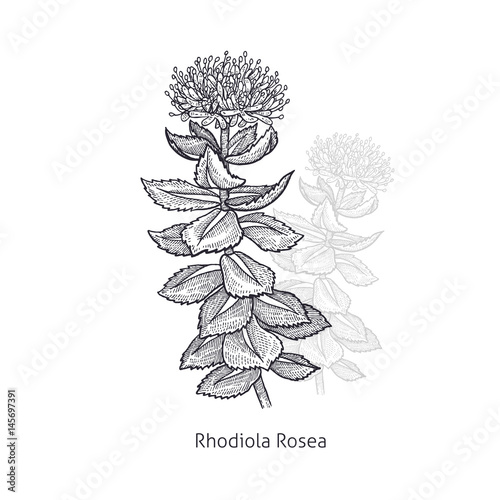 Medical plant Rhodiola Rosea. photo