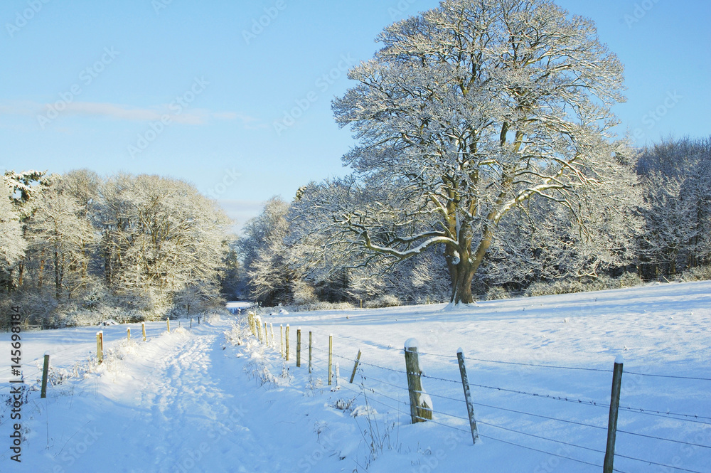 country track, trees and meadow in the snow