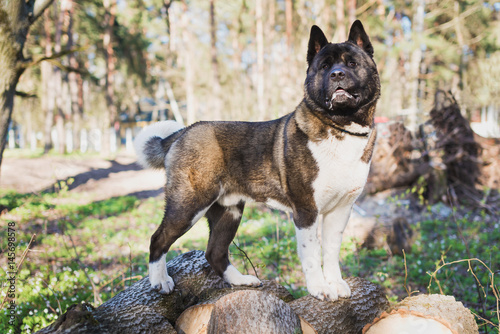 American Akita in the Park