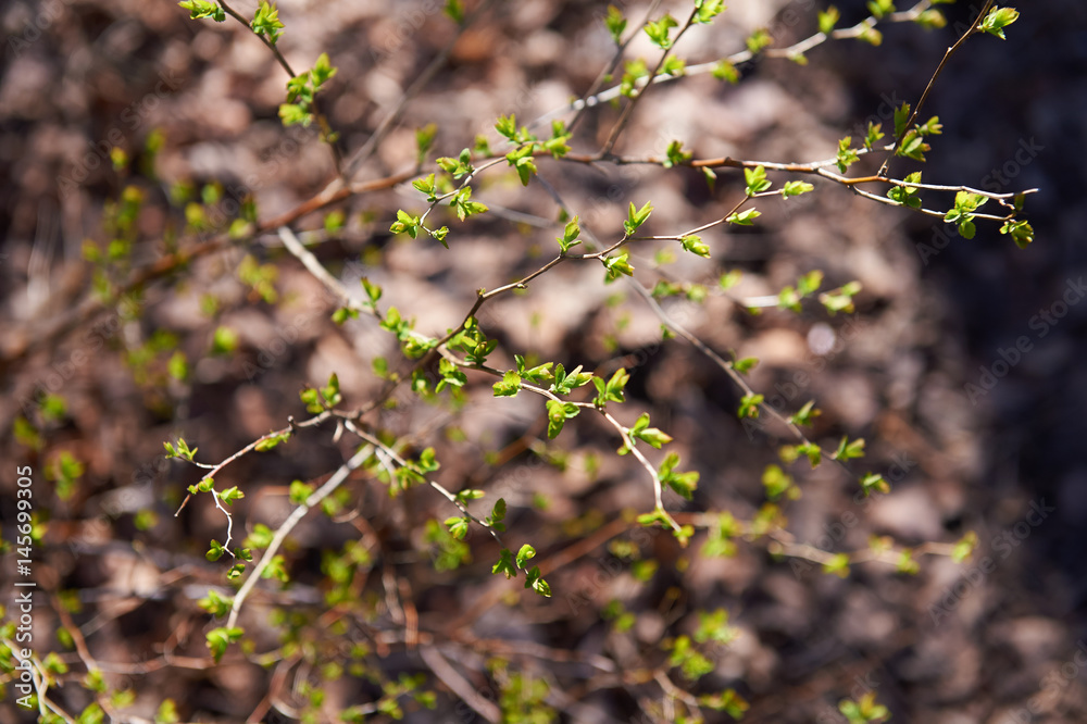 Fresh buds leaves on the background of the earth.Spring, awakening of nature Fresh buds leaves on the background of the earth.Spring, awakening of nature