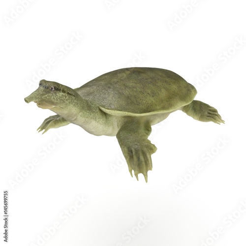 Fototapeta Naklejka Na Ścianę i Meble -  Chinese soft-shelled turtle on white. 3D illustration