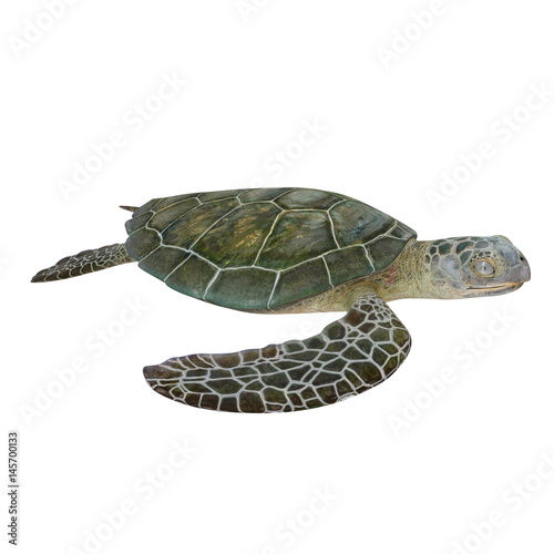 green turtle Chelonia mydas isolated on a white. 3D illustration