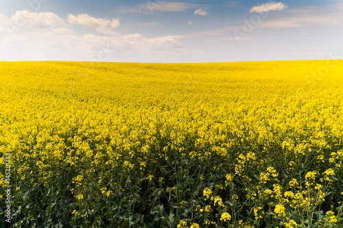 Yellow oilseed rape field under the blue bright  sky © Dusan Kostic
