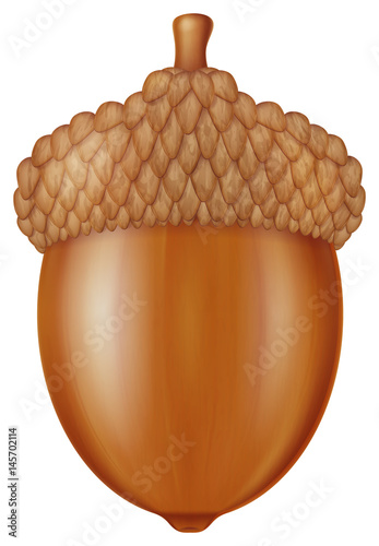 Acorn. Vector illustration.