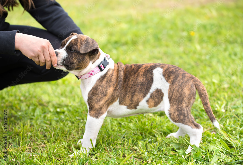 Little american staffordshire terrier