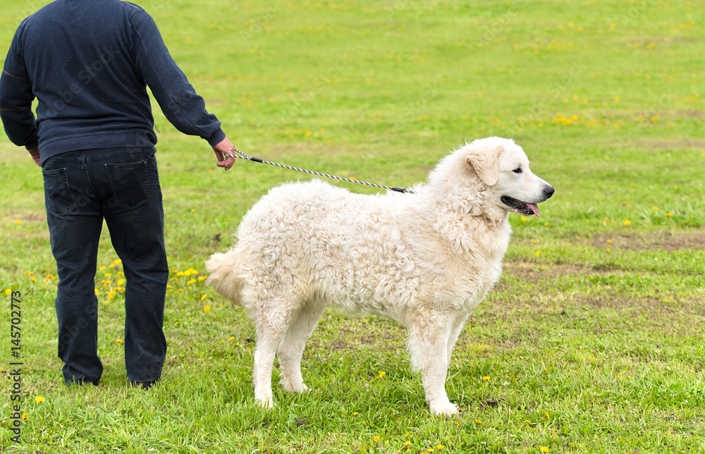 Fototapeta premium Hungarian Kuvasz dog in the park