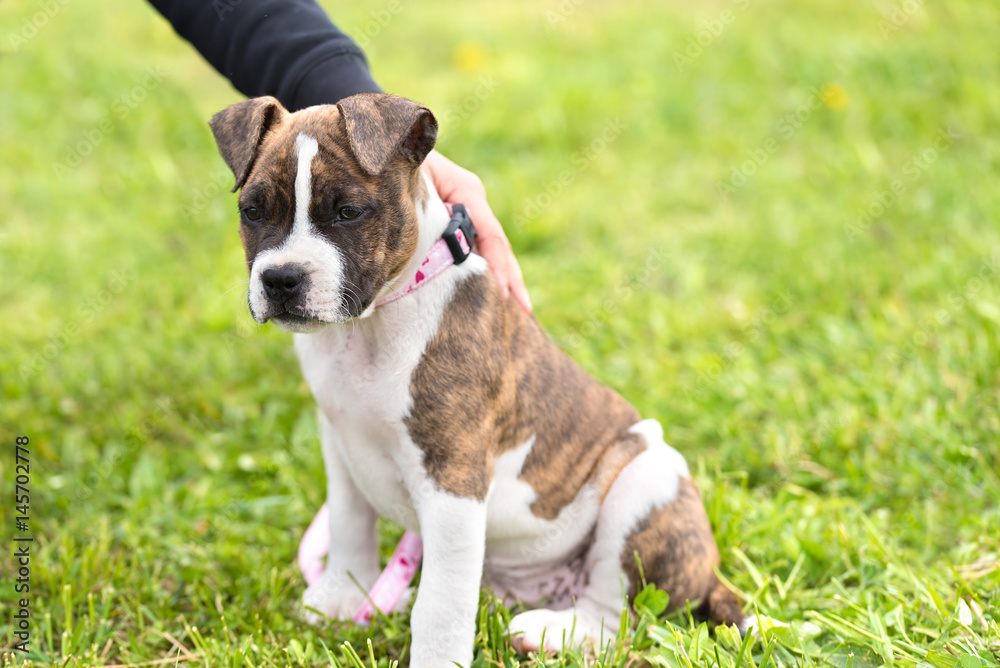 Little american staffordshire terrier Little american staffordshire terrier