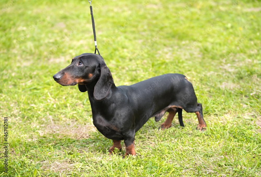 Portrait of a dachshund dog