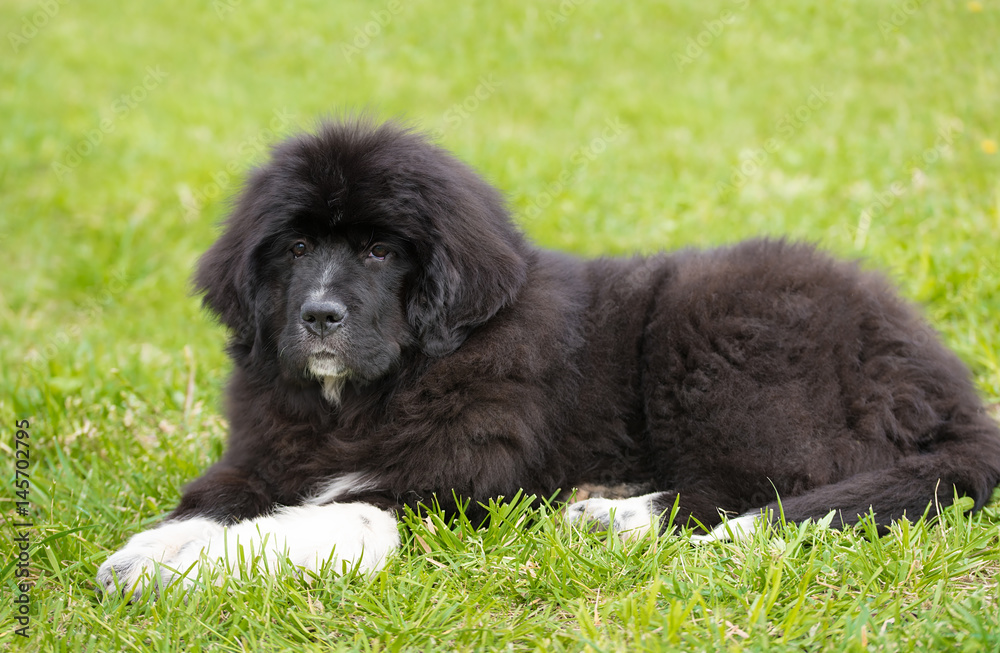Puppy dog relaxing in the park Puppy dog relaxing in the park