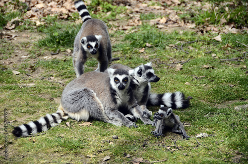 Lemurs, makis family with baby