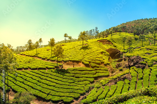 Fotografie Tea plantations in Munnar, Kerala, India.