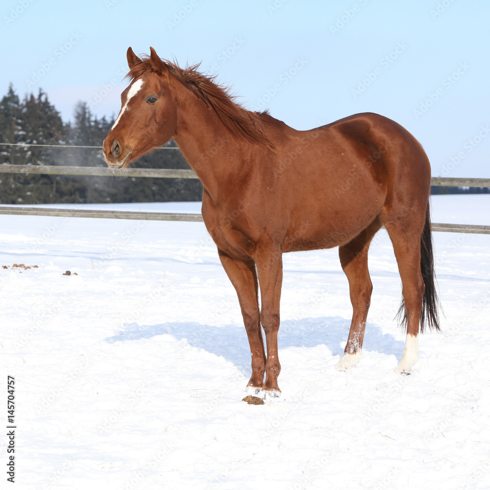 Nice irish cob stallion in winter Nice irish cob stallion in winter