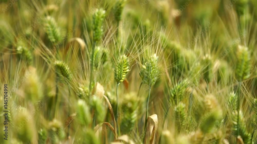 close-up shot of Palouse wheat field shaking slightly in the wind in Washington, D.C. close-up shot of Palouse wheat field shaking slightly in the wind in Washington, D.C.