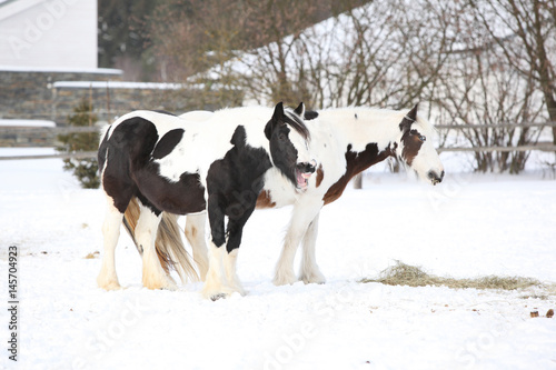 Nice irish cob mares in winter © Zuzana Tillerova