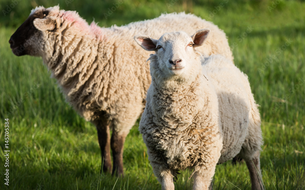 Wooly sheep grazing in a field in rural Ireland Wooly sheep grazing in a field in rural Ireland