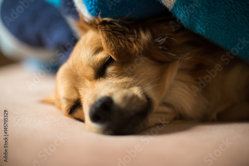 Obraz na plátně schlafender Hund