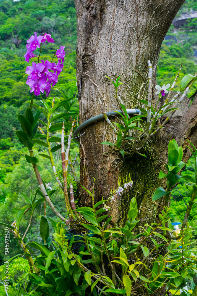 Wild purple orchid (philinopsis) on a tree in a jungle , Vietnam
