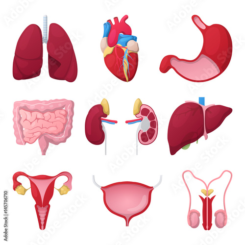 Human Anatomy Organs with Heart, Stomach and Kidneys. Medical vector illustration