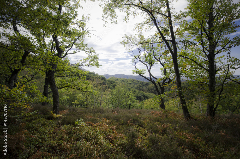 Fototapeta premium edge of the forest
