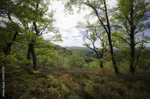 edge of the forest