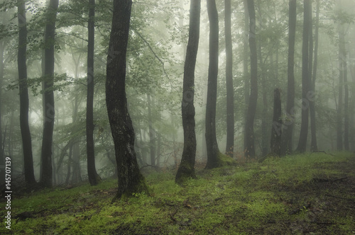 green woods background