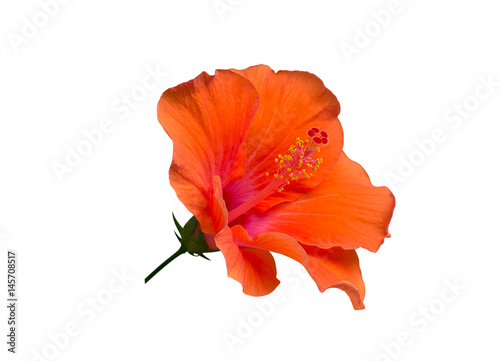 Hibiscus Orange flower. Isolated on white background.  with clipping path 