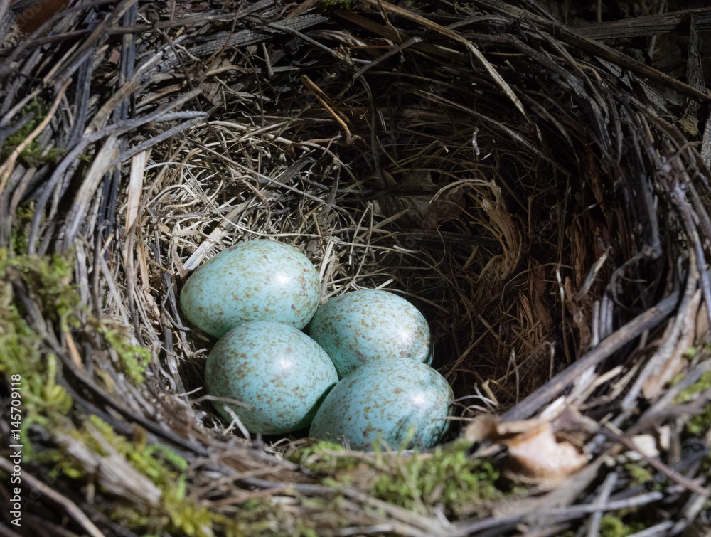 Obraz premium trushes nest with 4 eggs