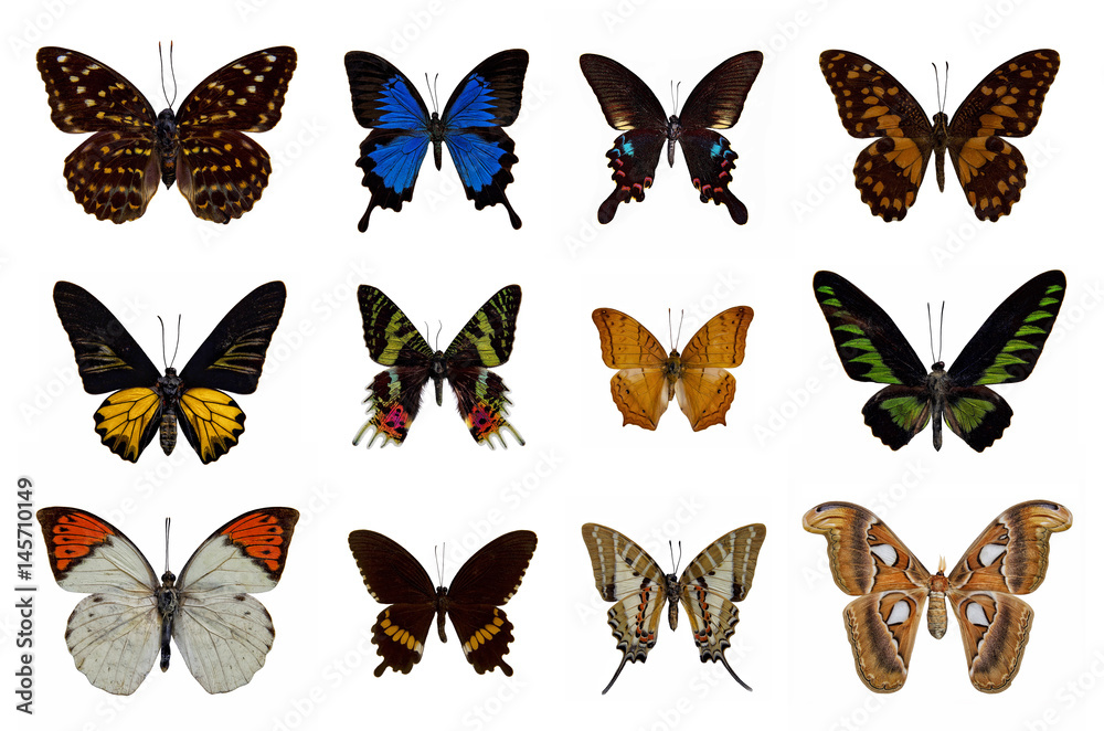 Group of butterfly isolated on white background Group of butterfly isolated on white background