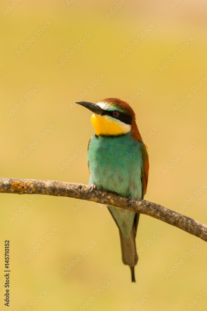 Small bird perched on a branch